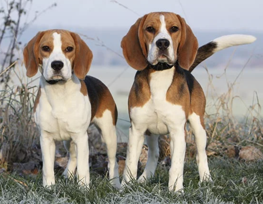 bassdognotfish's tweet photo. Beagles are the main dog breed that is tested on in labs. This is because of their small size and trusting personalities. Humans should not take advantage of these friendly dogs! #39canimals https://t.co/PiXesmuNzb