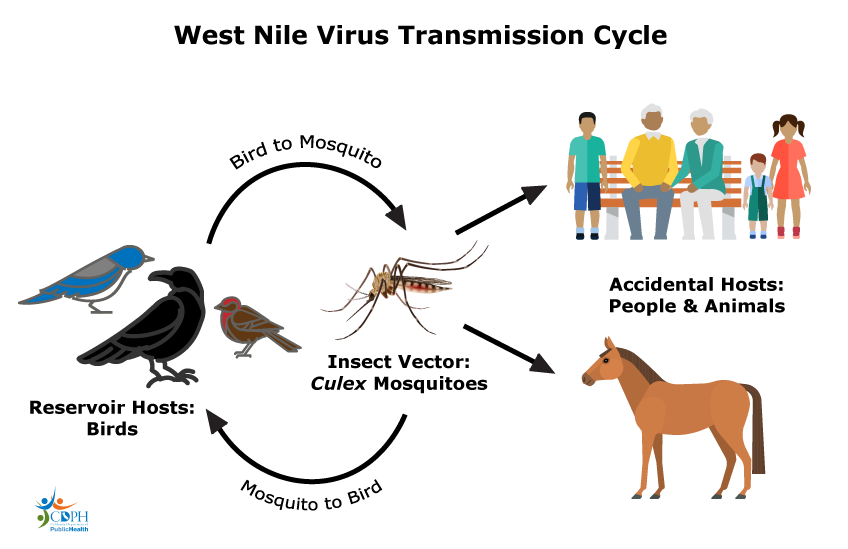auds_2788's tweet photo. "Often the WNV begins in a mosquito which in many cases bites a bird or is eaten by one, infecting it." From here the bird now can unknowingly transport the virus far and wide. 
#39canimals https://t.co/nDOLFQXBB1