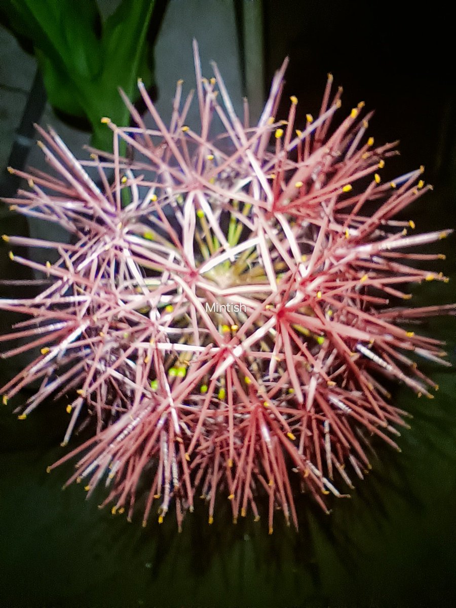 #Scadoxusmultiflorus captured at night. Beautiful flowers of this world. Beauty of earth. #flowers #exoticflowers #vibrant #Beautiful_Flower #mobilephotography