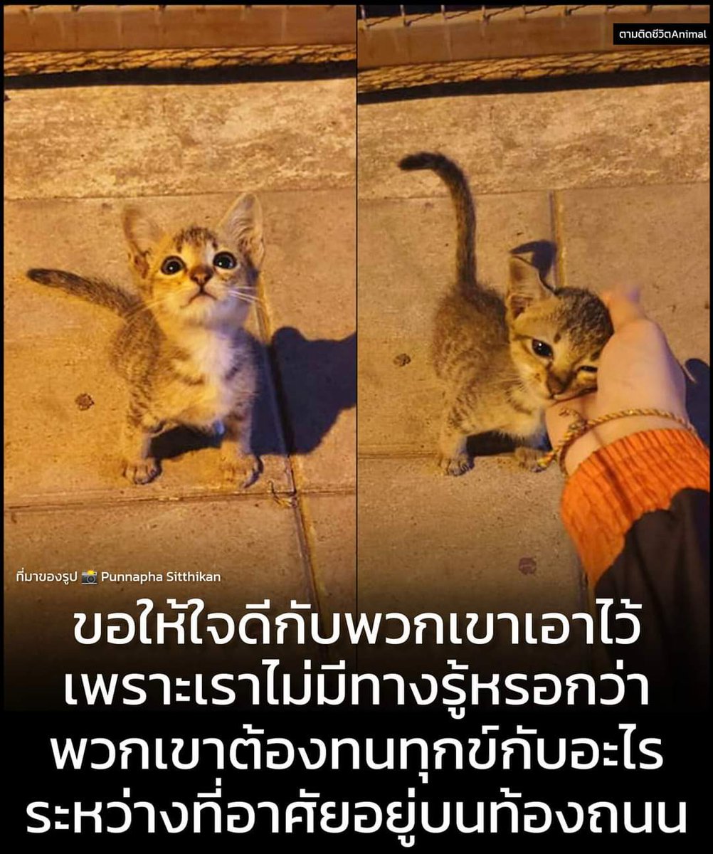 แมวจรก็มีหัวใจ
cr:ตามติดชีวิตanimal