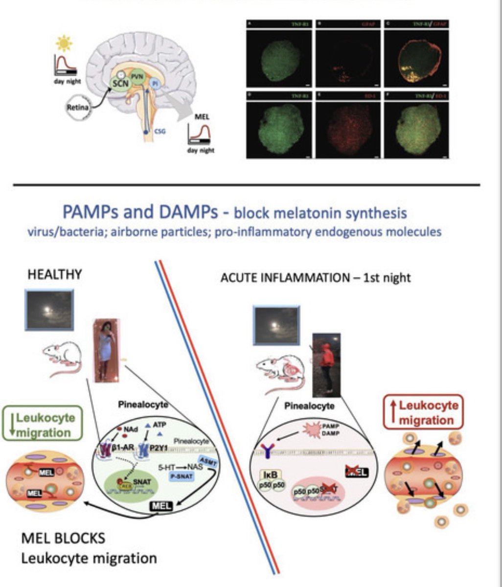 Melatonin in Surveillance, Immunity, and First-Line Defense; 
#inflammation #Aging 
👩🏻🔥➡️👩🏼‍🦳 

mdpi.com/1422-0067/22/2…