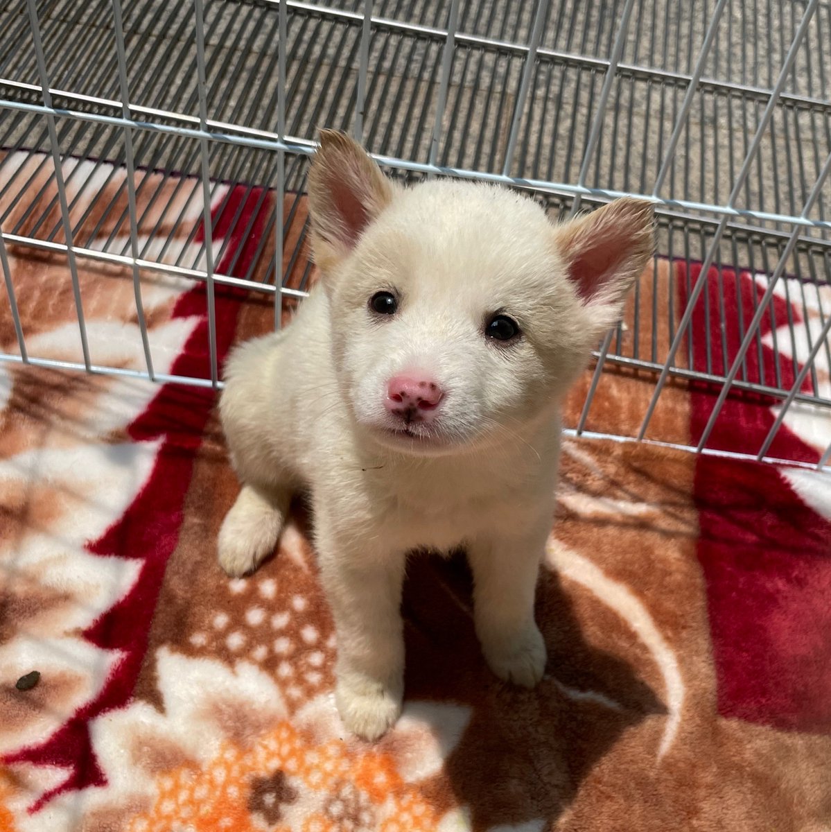 분홍코가 매력포인트인 깜찍이 평일이~~
귀여운 평일이 입양해주세요! 생후 1개월 된 남자아이에요! 
사람도 좋아하고 진짜진짜 귀여워요!! 형제들 다 입양가고 평일이랑 평오만 남았어용ㅠ

입양문의 062-571-2808
kcainmal.or.kr

#광주동물보호소_입양홍보