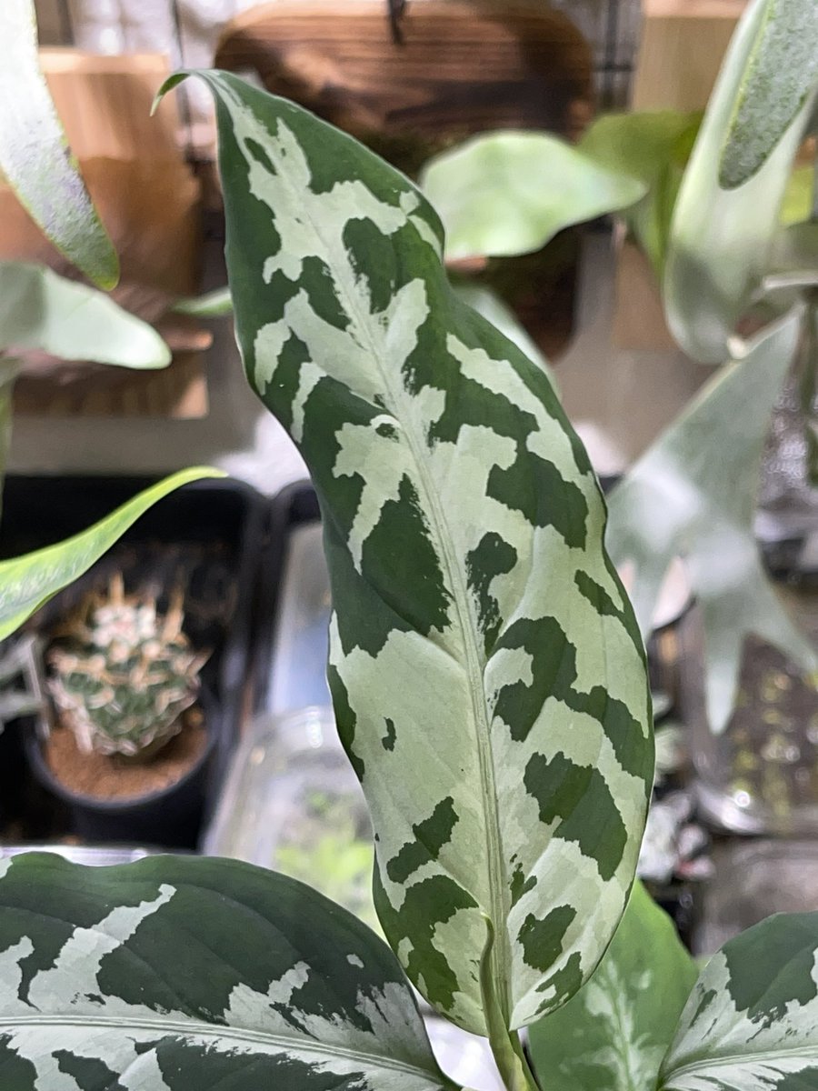 you55824654's tweet photo. Aglaonema pictum KKF0522-f1-6/7
LA0315-4j×kashyyyk
まだまだ伸びそうな表現です😊
#Aglaonema @kkfagito https://t.co/JzcfyYKbZq