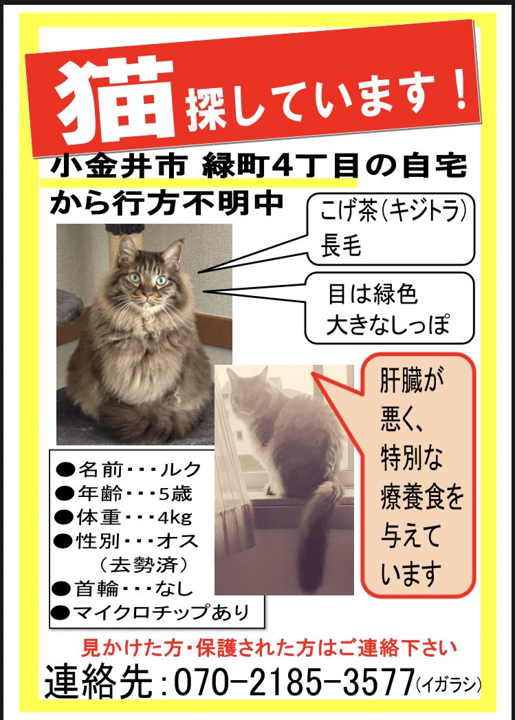 【迷子の猫ちゃんを探しています】

2月に小金井市緑区町から行方不明になった長毛キジトラのルクくんを探しています。

似たような猫ちゃんを見かけた方はポスターの連絡先へ状況提供をお願いします。

#拡散希望 #迷子猫 #西東京市 #小金井市