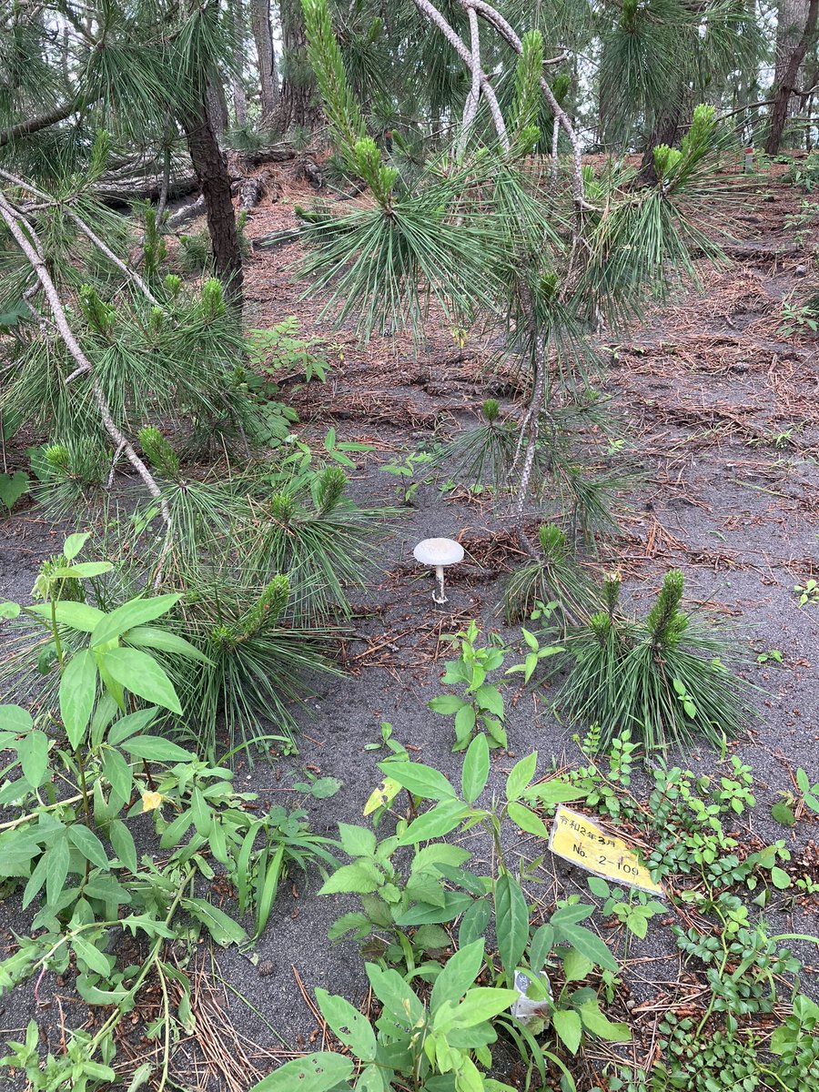 これってドクツルタケ？
だとしたら初めて生えてるとこに遭遇したので、とても嬉しいんだ✨ https://t.co/APIjKPjIWS