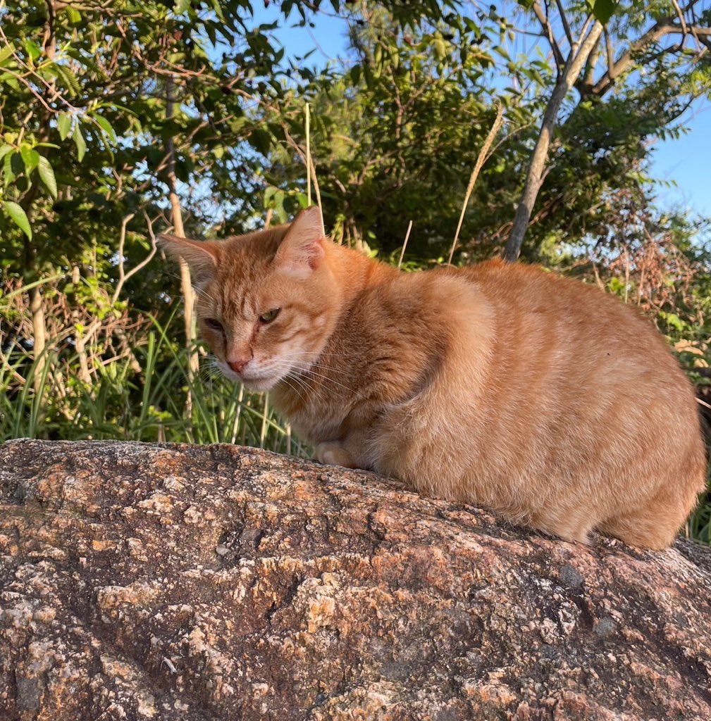 6/3に兵庫県の六甲山(931m) に登りました！
新入生を連れての初めての活動でした。

前日の大雨とは一転して晴天で風が強く、予想より道のぬかるみは酷くなかったので良かったです。