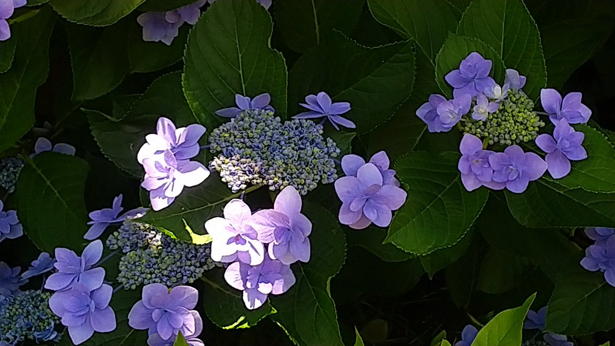 紫陽花がきれいに咲いています。
額あじさいが、かんむりのようで可愛らしい😊