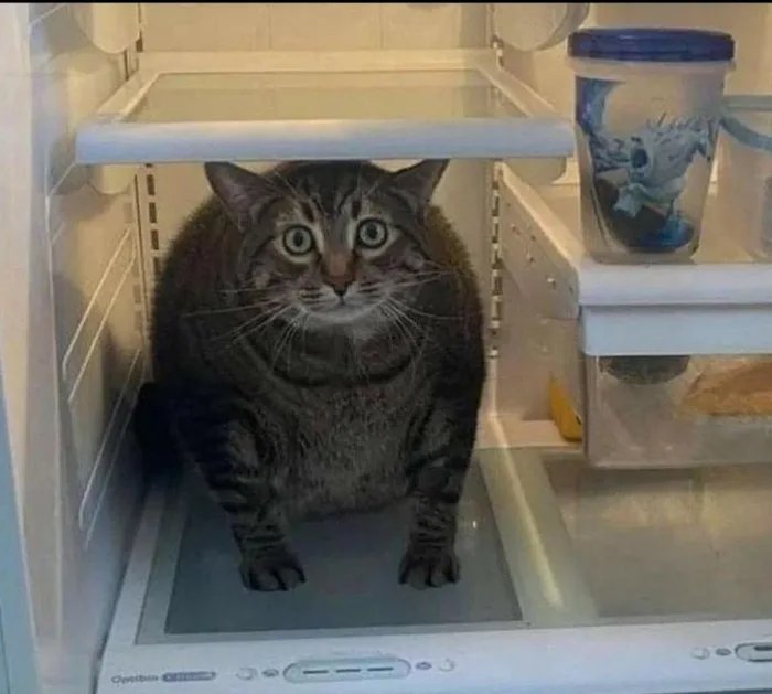 When you finally find out where all the good cheese has been going #CatsofTwittter #CatsAreFamily #fatcat #cuteanimals #summervibes #funny #cute #cheese #munchkin #dietstartstomorrow #MasterChef