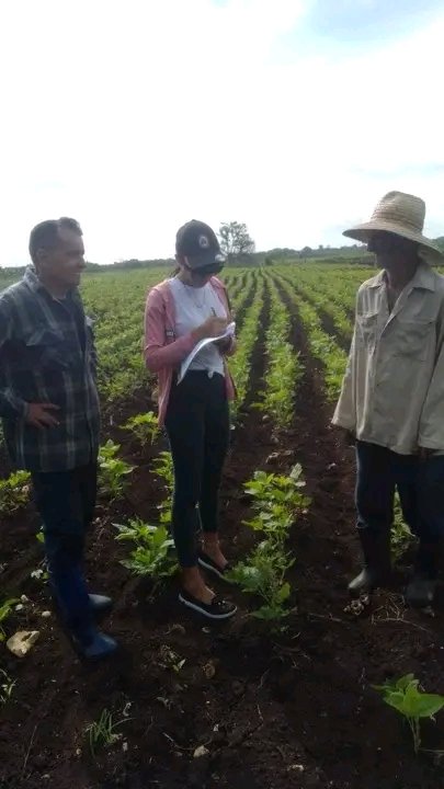 #AnapCuba Se continua con el proceso de recontratación de los cultivos varios, leche y carne que permitan aumentar la oferta en función de cumplir con las necesidades del pueblo.
#PorCiroRedondoTodo.
#62AnapdeVictorias
#LatirXUn26DeVictorias <a href="/Cristian_R1985/">Cristian Rodríguez Bosch</a> <a href="/GuemesFrank/">Frank Guemes Alonso</a>