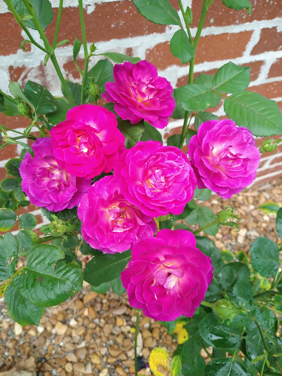 RachelRG's tweet image. They smell even better than they look! 💜
#roses
#flowers
#GardeningTwitter