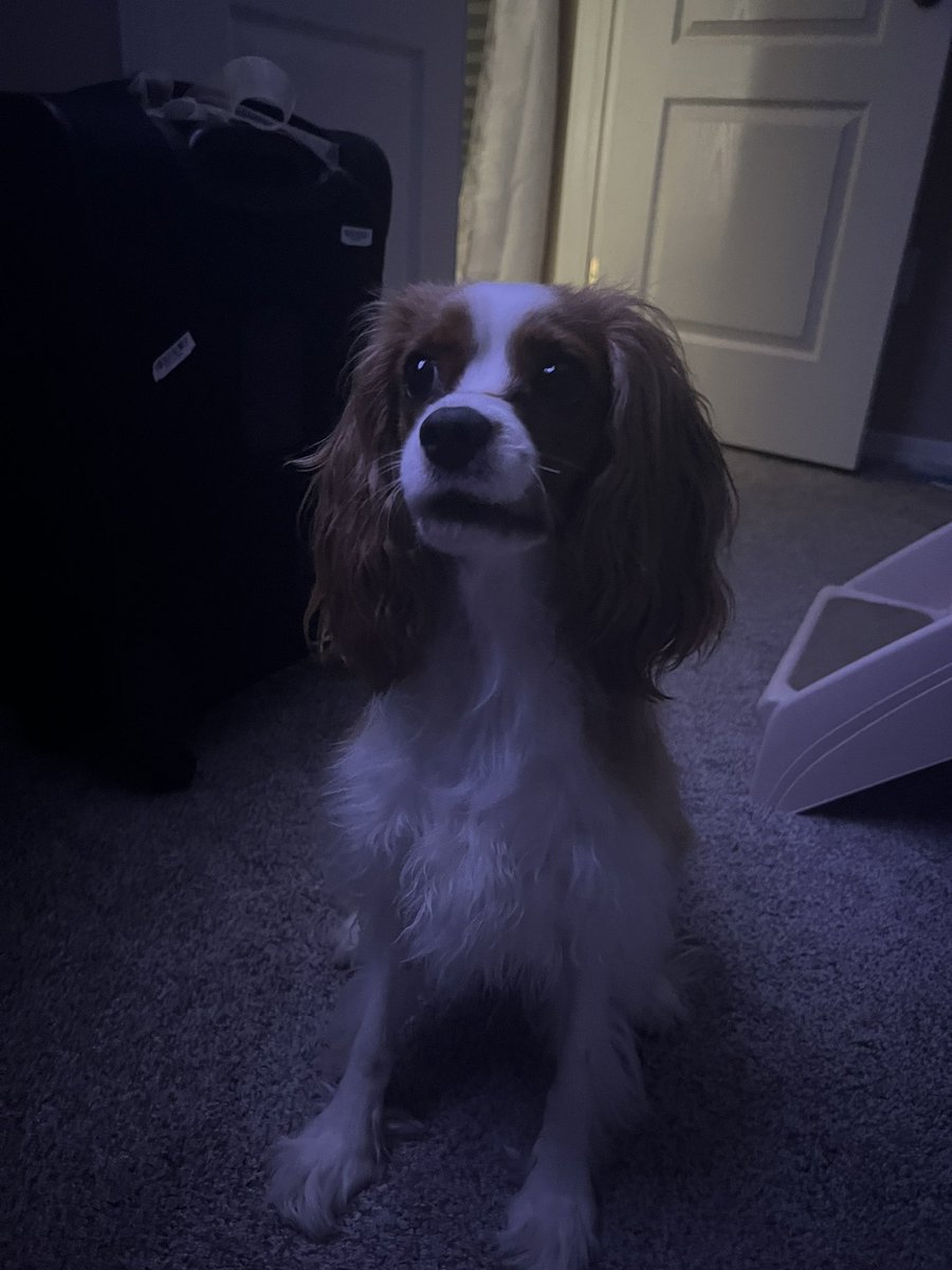 JohnCDood's tweet photo. @vagabond_queer Ruby says hi! https://t.co/j6AJUVHcoJ