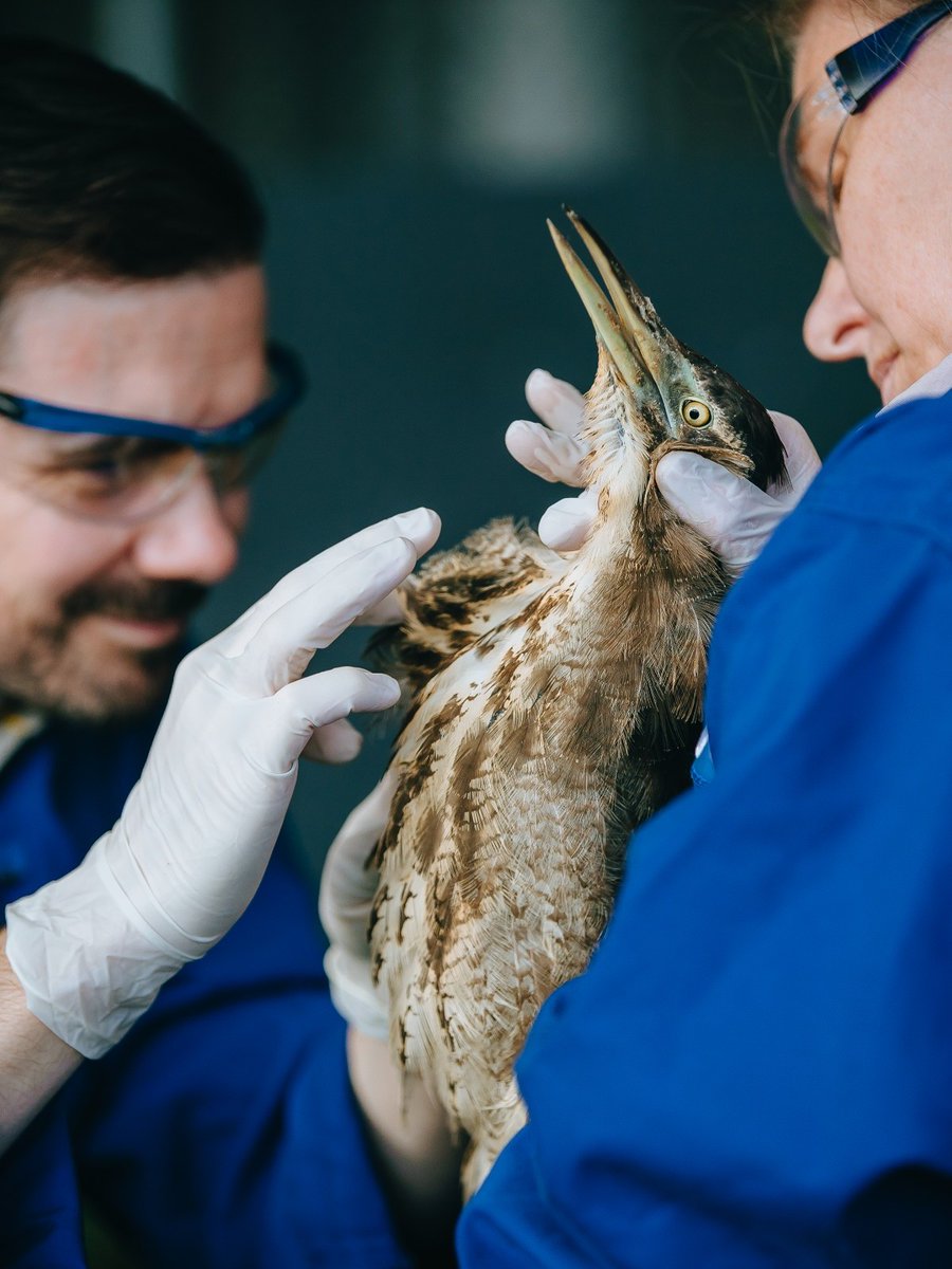 aucklandzoo's tweet photo. We’re happy to share that two rare matuku-hūrepo (Australasian bittern) found severely emaciated and dehydrated in South Auckland last month are on the road to recovery at our #veterinary hospital. Read more - https://t.co/v5Q45SiyUP. https://t.co/imCD8WXOTW