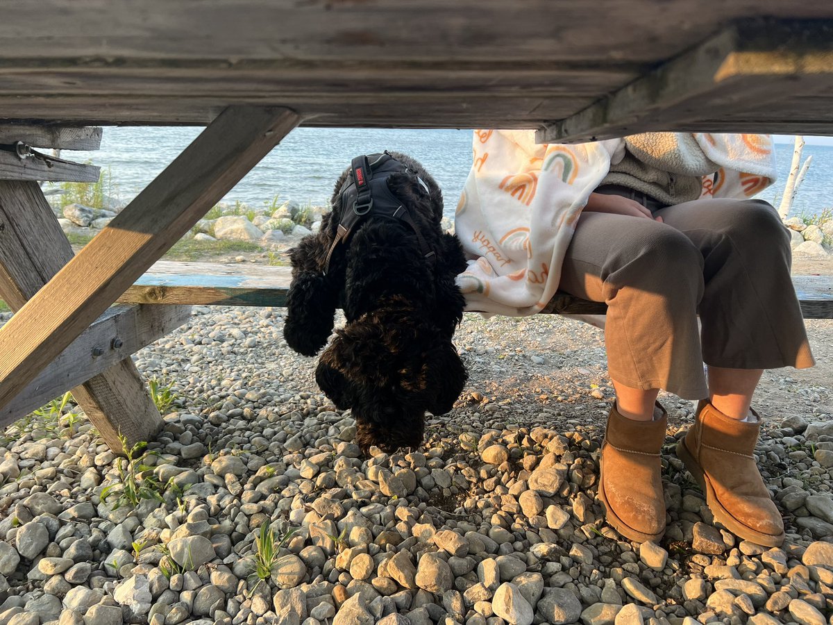 devsuth's tweet image. wholesome berry search