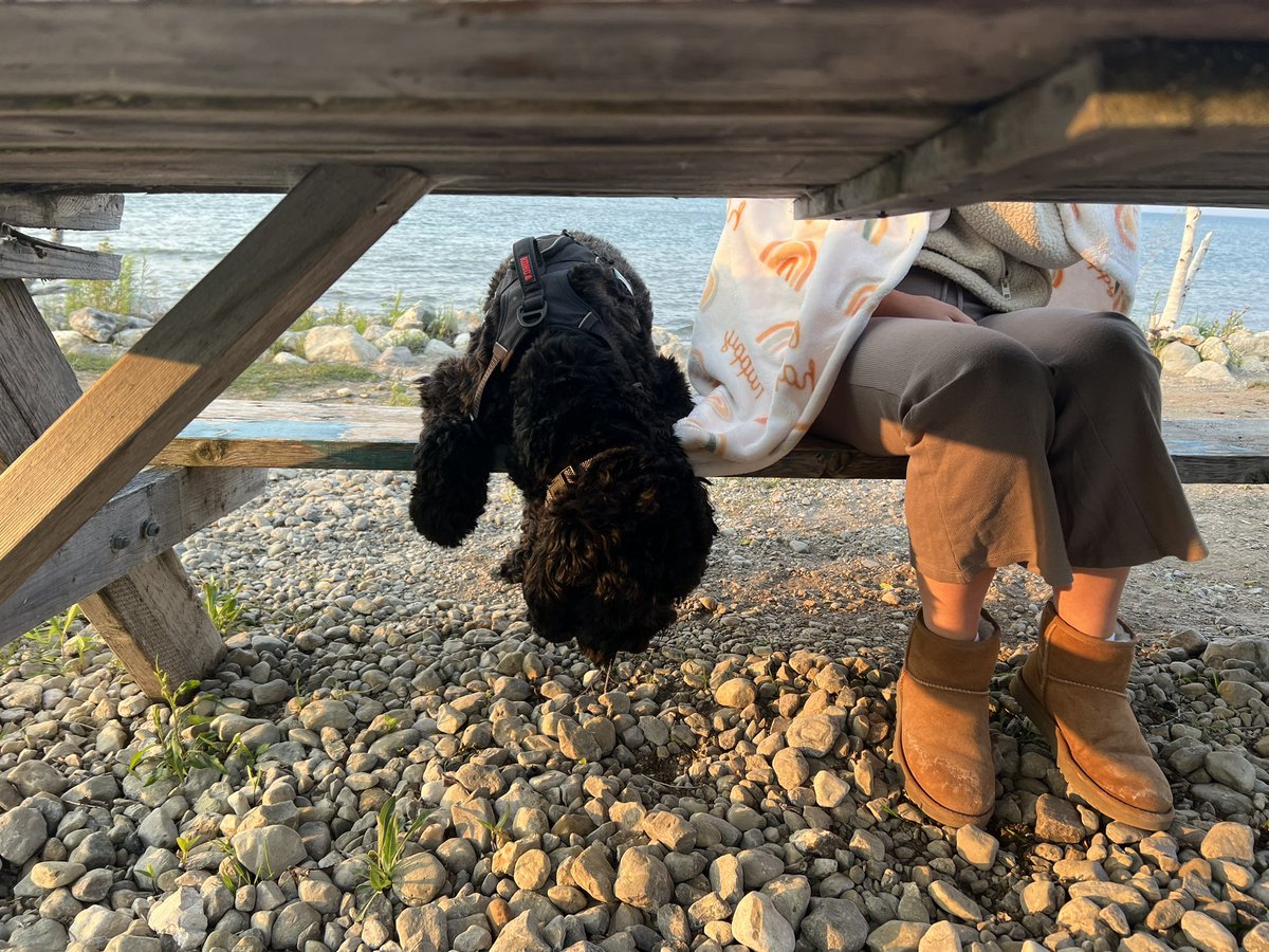 devsuth's tweet image. wholesome berry search