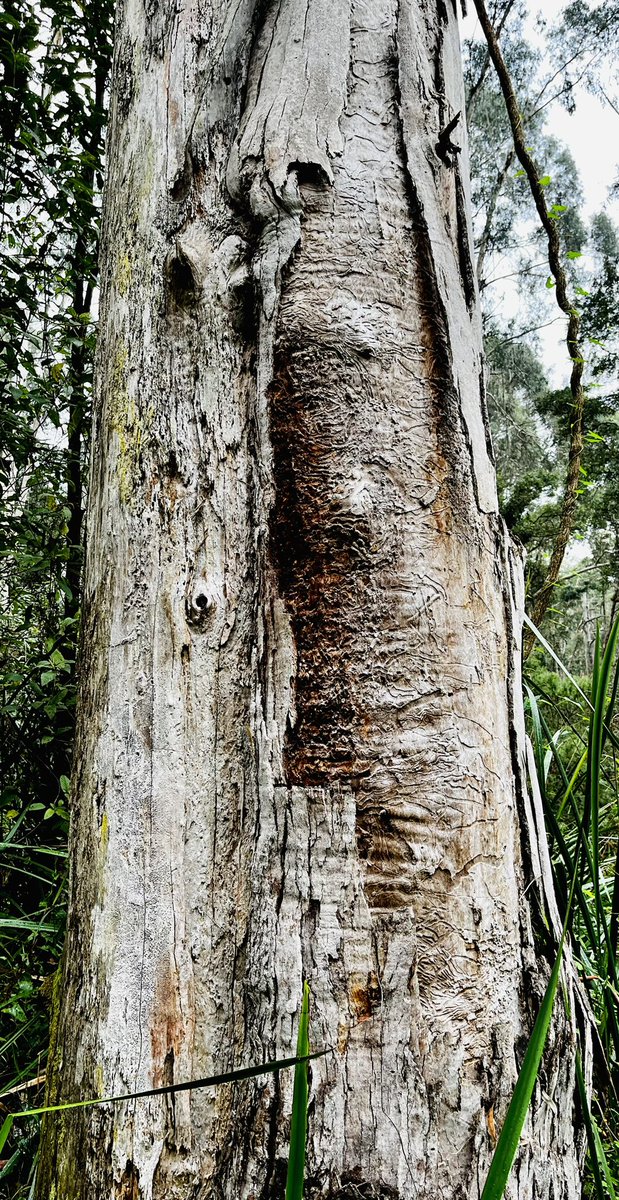 AspienBlue's tweet photo. With this rune-etched skin I sing
a tune of forest loss, falling reveries
asleep upon forgiving moss dreams
turbulent streams unconscious to
the waking wanting of unbroken views
tossed by gloaming moments
without you.

#poetree https://t.co/R5mcQ85RIe