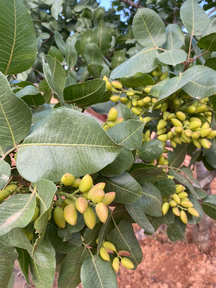 #antepfıstığı Fiyatları 

Eski  kırmızı 190-200
Yeni kırmızı 177-188
kırmızı kavlak 200-220
boz kavlak 210-225
tuzlu fıstık 250-310
Boz iç 500-560
neverdi iç 460-495
kırmızı iç 390-435
siirt fıstığı 200-230

Arasında seyretmekte

#gaziantep #şanlıurfa #adıyaman #siirt