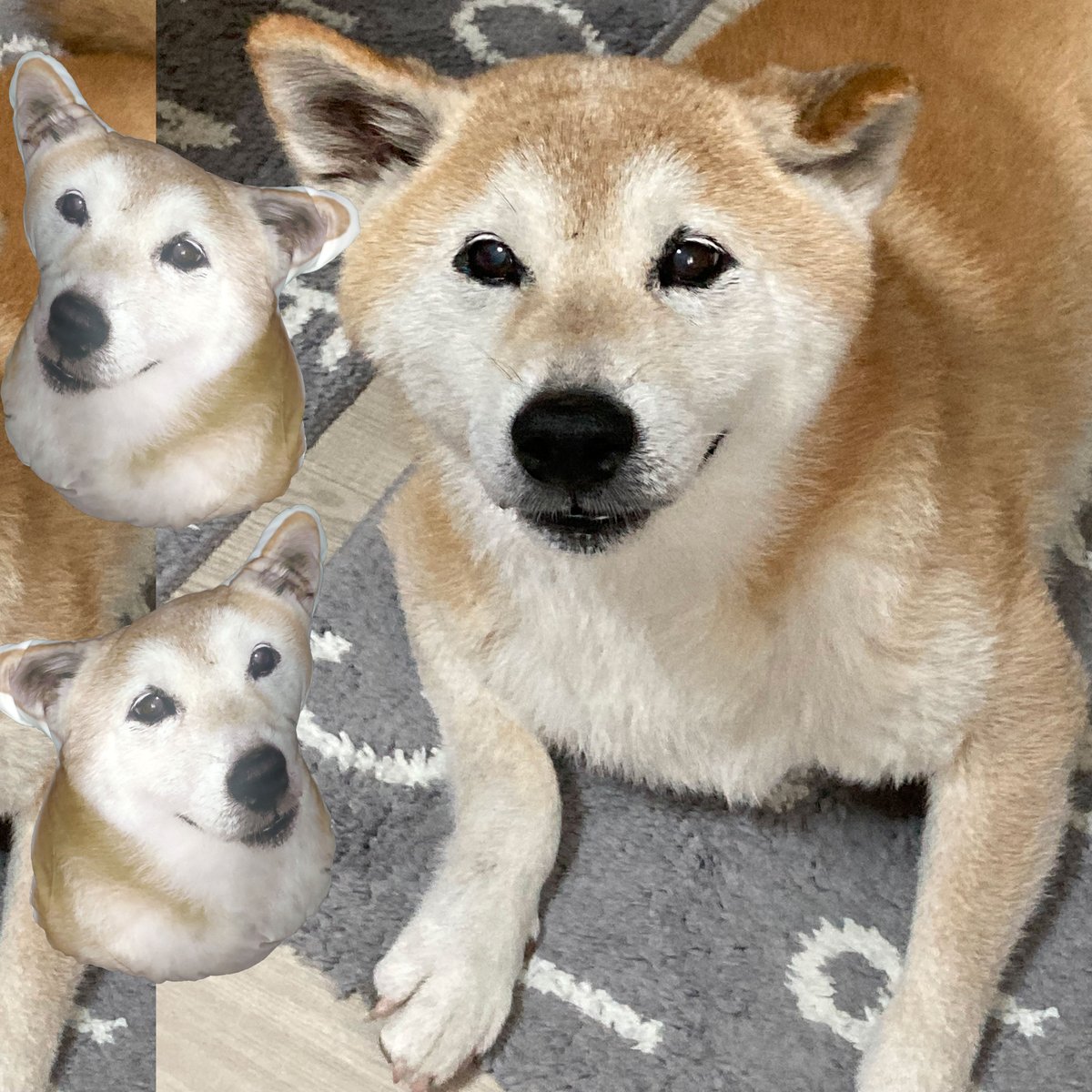 taoge2023's tweet photo. #プレゼント #プレゼントにおすすめ #喜ばれる #おめでとう #ギフトにおすすめ #お祝い #お祝いギフト興味を持っている方は、こちらへ: https://t.co/AXEAXgwdNE #ふわふわクッション #Pillow #CustomizedPillow https://t.co/VXSwnkbVIZ