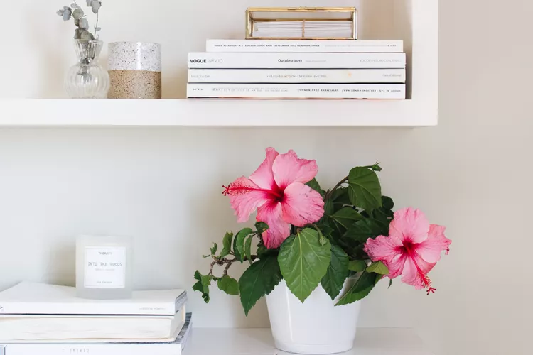 The_Dibbery's tweet photo. These #houseplants are like divas, they thrive in the spotlight! They're all about those bright lights, no shade! 😂💡☀️
#Hibiscus #ViningJasmine #Gardenia #MoonCactus https://t.co/dAZGqwNMW5