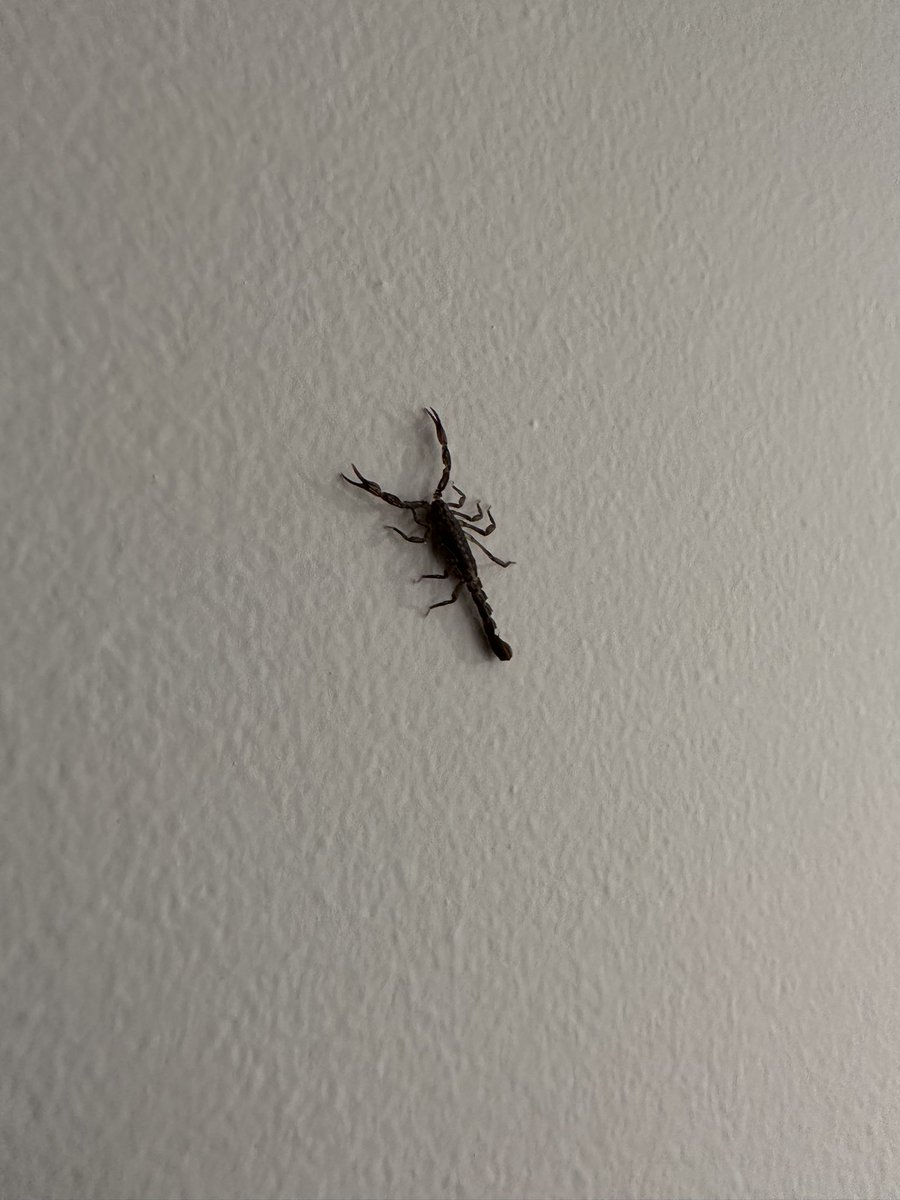 azcuemv's tweet photo. @Arachno_Cosas encontré este en mi casa está muy chico pero no se si de de cuidado. https://t.co/h361OIHlEa
