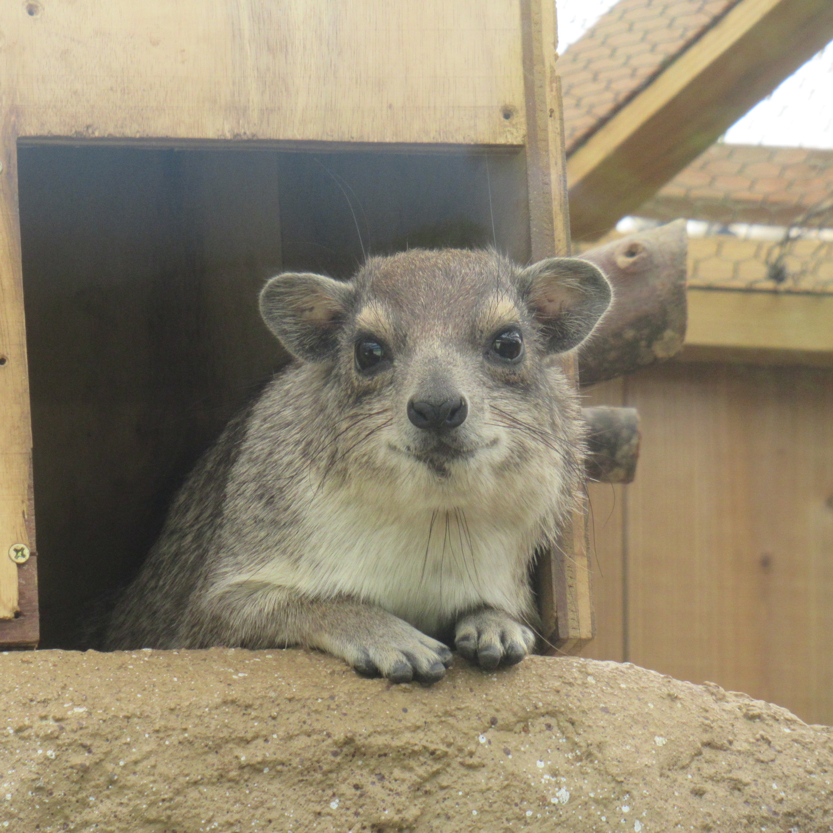 埼玉県こども動物自然公園【公式】🦘 on X: 埼玉県こども動物自然公園【公式】🦘 on X: