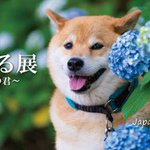 Photo by 柴犬まる (@marutaro2000)