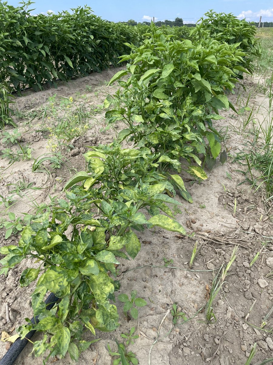 Symptoms of Cucumber mosaic virus (CMV) on pepper. Plants are stunted with distorted growth & off-color leaves. CMV is spread by aphids. Weed control & reflective mulches may reduce disease, but Insecticides are not effective in disease control
#Virus #Plantdisease