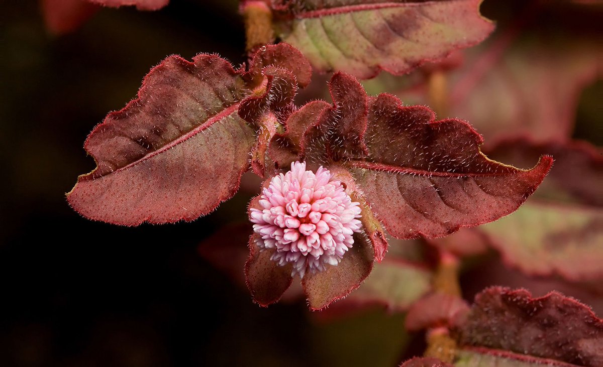 Pink Knotweed