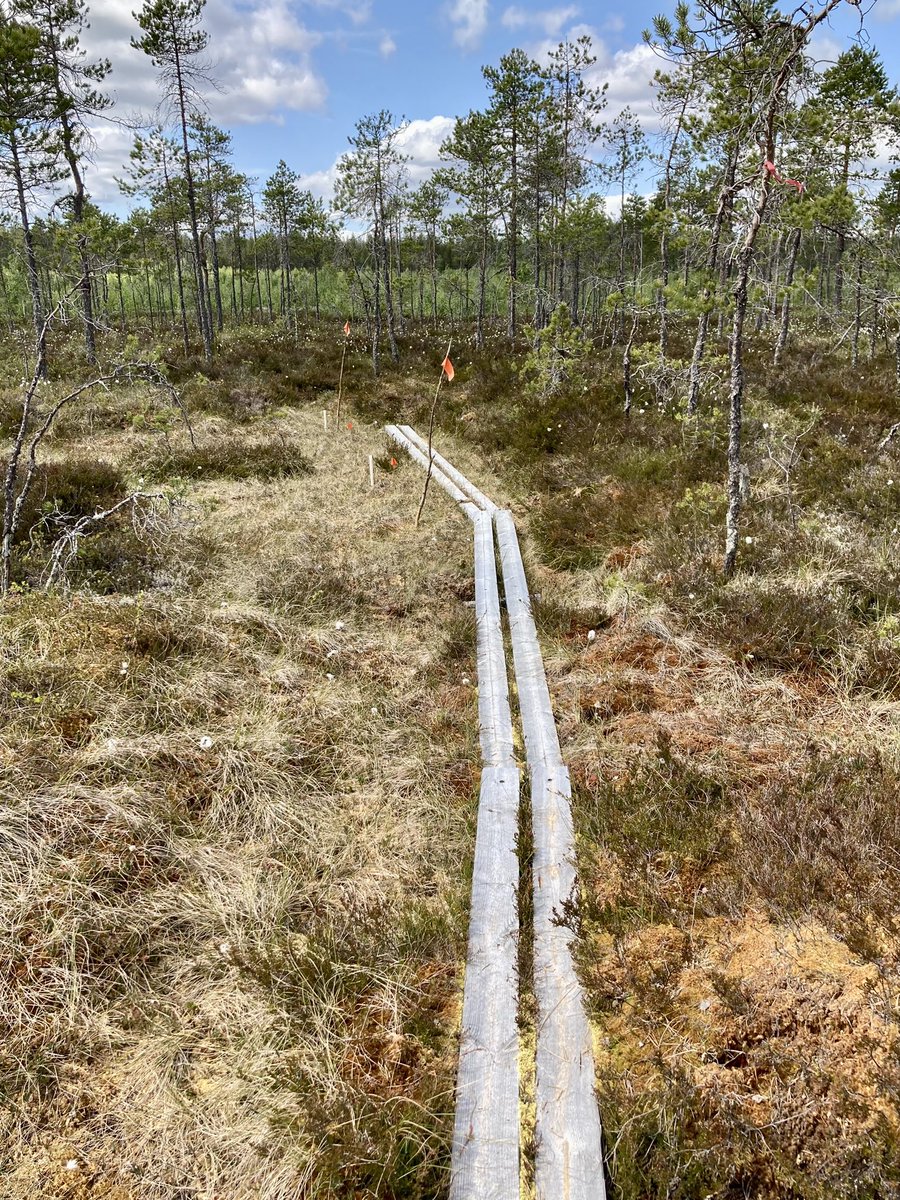 Just a compilation of boardwalks in Finnish peatlands! 
#PeatCalendar #PeatTwitter