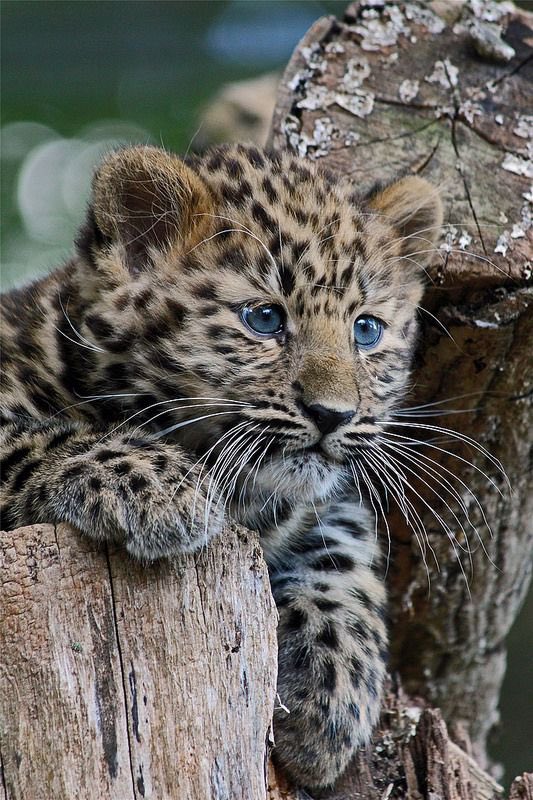 Good morning Twitter-Friends…Happy Wednesday🌳☀️🪵🐆

#WednesdayMotivation 🌷 #CoffeeTime ☕️ #AnimalLovers 🩷 #StayPositive 🌸 #BeKindAlways 💐 #Peace 🕊️