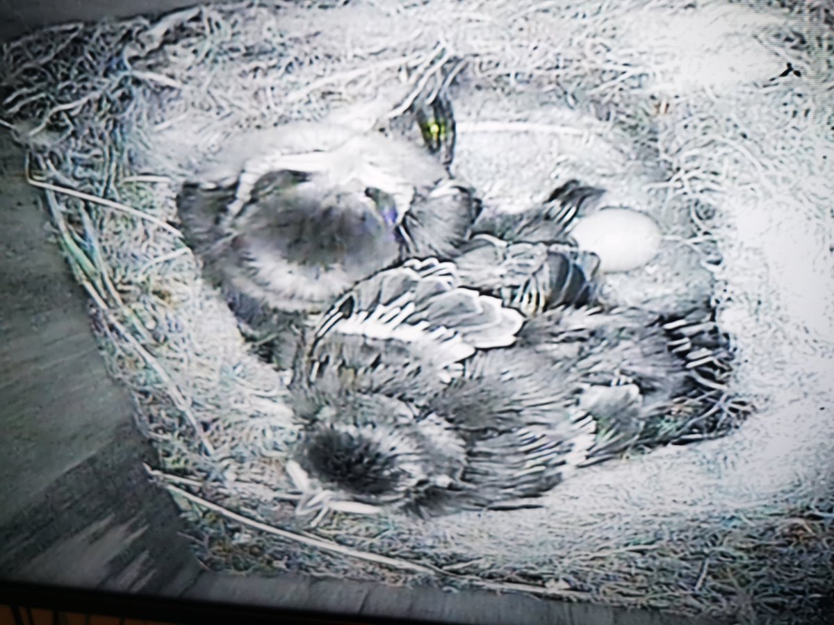 The four Blue tit eggs hatched a while back one chick died a few days later the other three are getting big. Checked out the nest cam today and she has laid another egg, unusual not to sure. <a href="/EssexWildlife/">Essex Wildlife Trust</a>