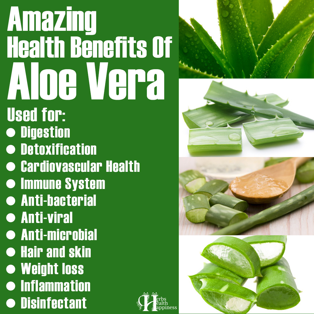 Organic Live Food on Twitter "Aloe vera is a popular herbal plant used