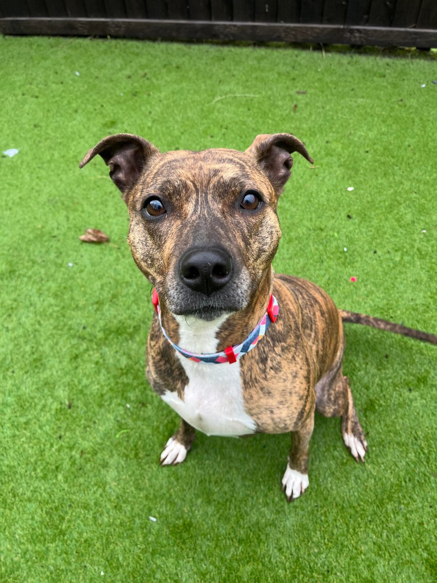 AdoptionsUk's tweet photo. Please retweet to help Lulu find a home #YORKSHIRE #UK 
Staffy Cross aged 5, sadly her owner has passed away. She is desperate to find a loving home. She needs to be the only pet, please contact the shelter for more info or give her an extra share🌟 
👇
https://t.co/4ocn4DwWrs https://t.co/L0xTDCuWjI