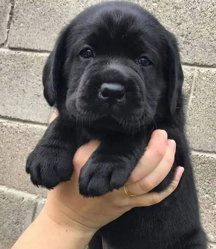 doggynation_'s tweet photo. Do you Think black dogs are cute?🥹🤗🖤 https://t.co/d6o1fFpKby