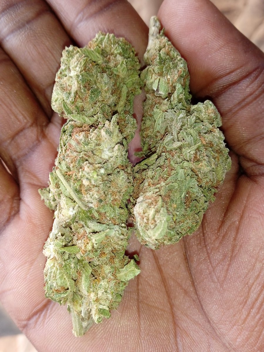 fi_gotti_'s tweet image. Critical cheese available at 5k a gram. Lilongwe.