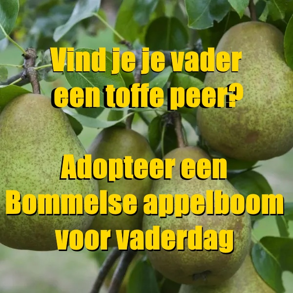 Zondag 18 juni is het weer Vaderdag. Verras je vader met een eigen appeladoptieboom. Info op: zelfplukboomgaard.nl/adoptiebomen/