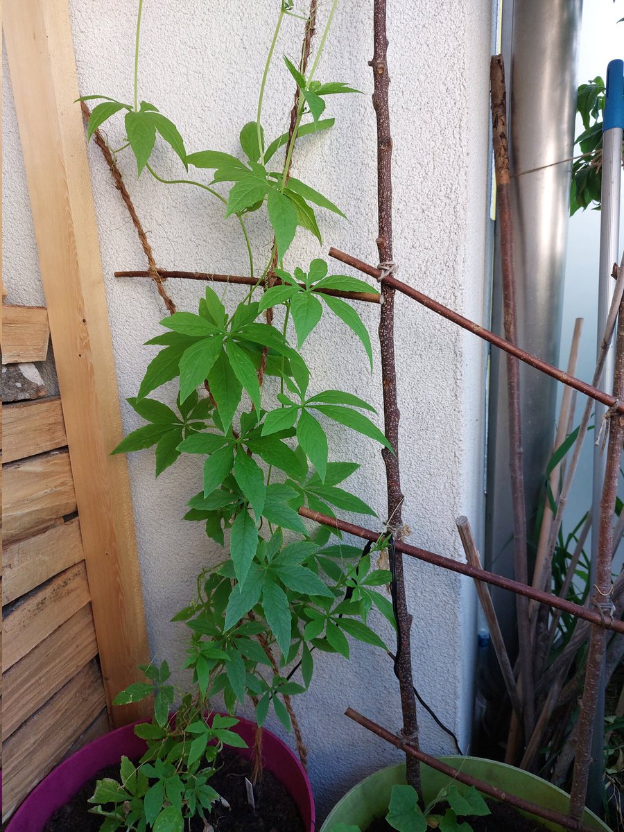 GrunzeugD's tweet photo. Der #Feigenbaum ist unser Schatz am Balkon. 🤩
Und die #Inkagurke wächst 15-20 cm pro Woche. Ob die eingelegten Früchte auch gut schmecken, hab ich immer noch nicht gekostet. Die Pflanze ist ein echter Geheimtip für schattige Balkonecken.
#urbangardening #figtree #achoccha https://t.co/yIsLwNOSBA
