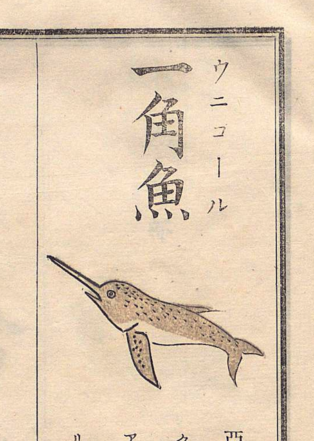 明治時代の魚介図鑑をみてたらイッカクのことを「ウニコール」と書いてあるものが。
江戸の本草書にも「ウニコウル」の名前になってるものがあり、その継承なんだろうか。ユニコーンですね。