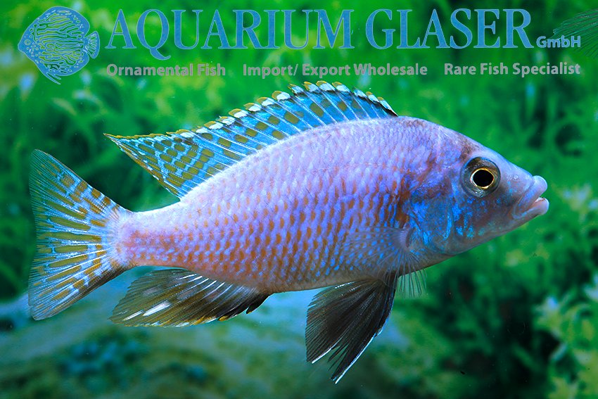 aquariumglaser's tweet photo. #Placidochromis #milomo
find more details and pics @ https://t.co/kgExUnuDLM https://t.co/mM4NHQFnf7