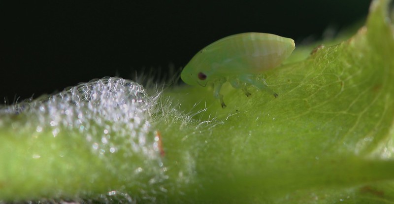 Let's start with what you already know: cuckoo spit is produced by the nymphs (baby) froghoppers. They feed on plant sap. But unlike most insects, it's not from the phloem (pipes that transport the sugar-rich products of photosynthesis around the plant).