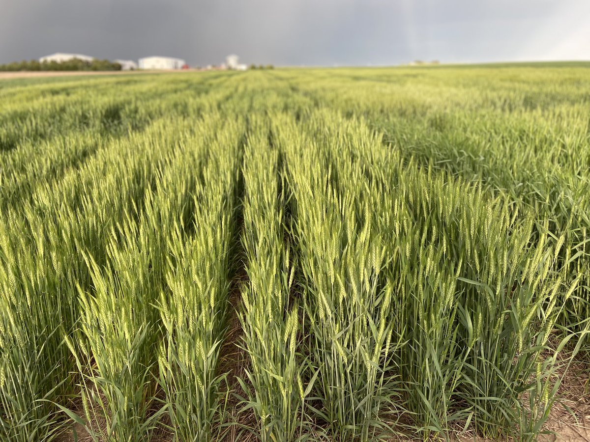 josh_coltrain's tweet image. I might be biased but I’m going to believe that at the end of this rainbow is a field of AP Bigfoot which is really showing off in the western high plains. #wheat