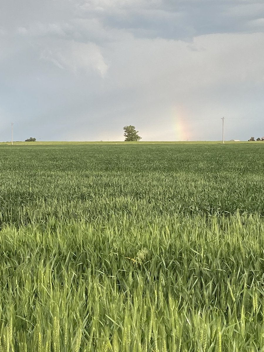 josh_coltrain's tweet image. I might be biased but I’m going to believe that at the end of this rainbow is a field of AP Bigfoot which is really showing off in the western high plains. #wheat