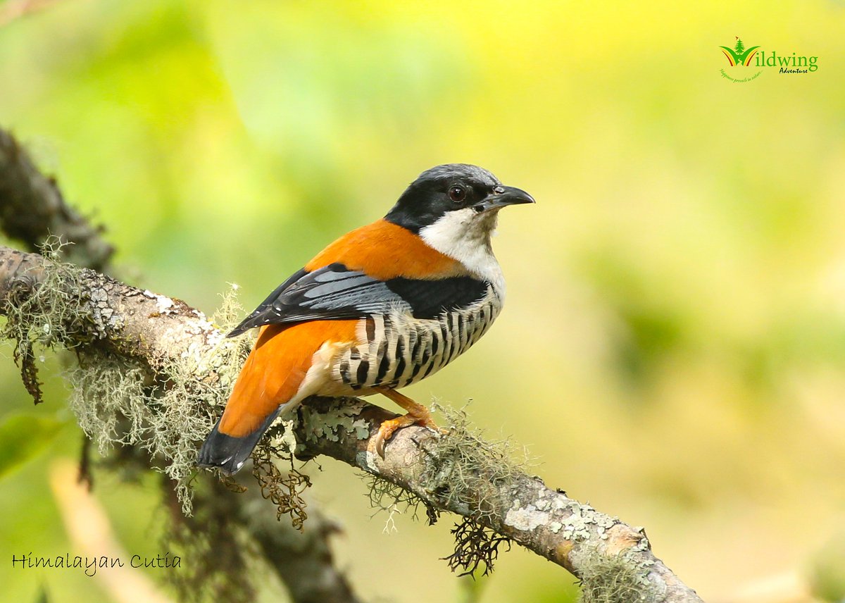 WildwingBhutan's tweet photo. The Himalayan Cutia is patchily distributed in the Himalayas from Uttar Pradesh to Nepal, and in a continuous band from Bhutan east to Arunachal Pradesh and north-east  India. Its range reaches south to the Malay Peninsula and east to Vietnam. https://t.co/tPanp0yK6v