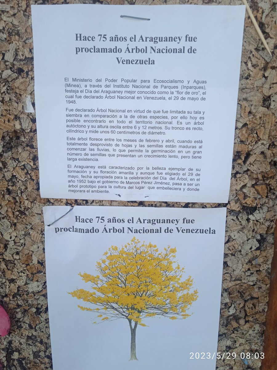 LuisCbit's tweet photo. Tras haberse decretado el 29 de mayo al Araguaney Árbol Nacional de Venezuela, el Ministerio de Educación de Venezuela del 19 de mayo de 1951, hoy celebramos por medio de actividades cívicas tan conmemorable efeméride. Desde el CBIT Luis Beltrán Prieto Figueroa. https://t.co/Aj9GClPjhv
