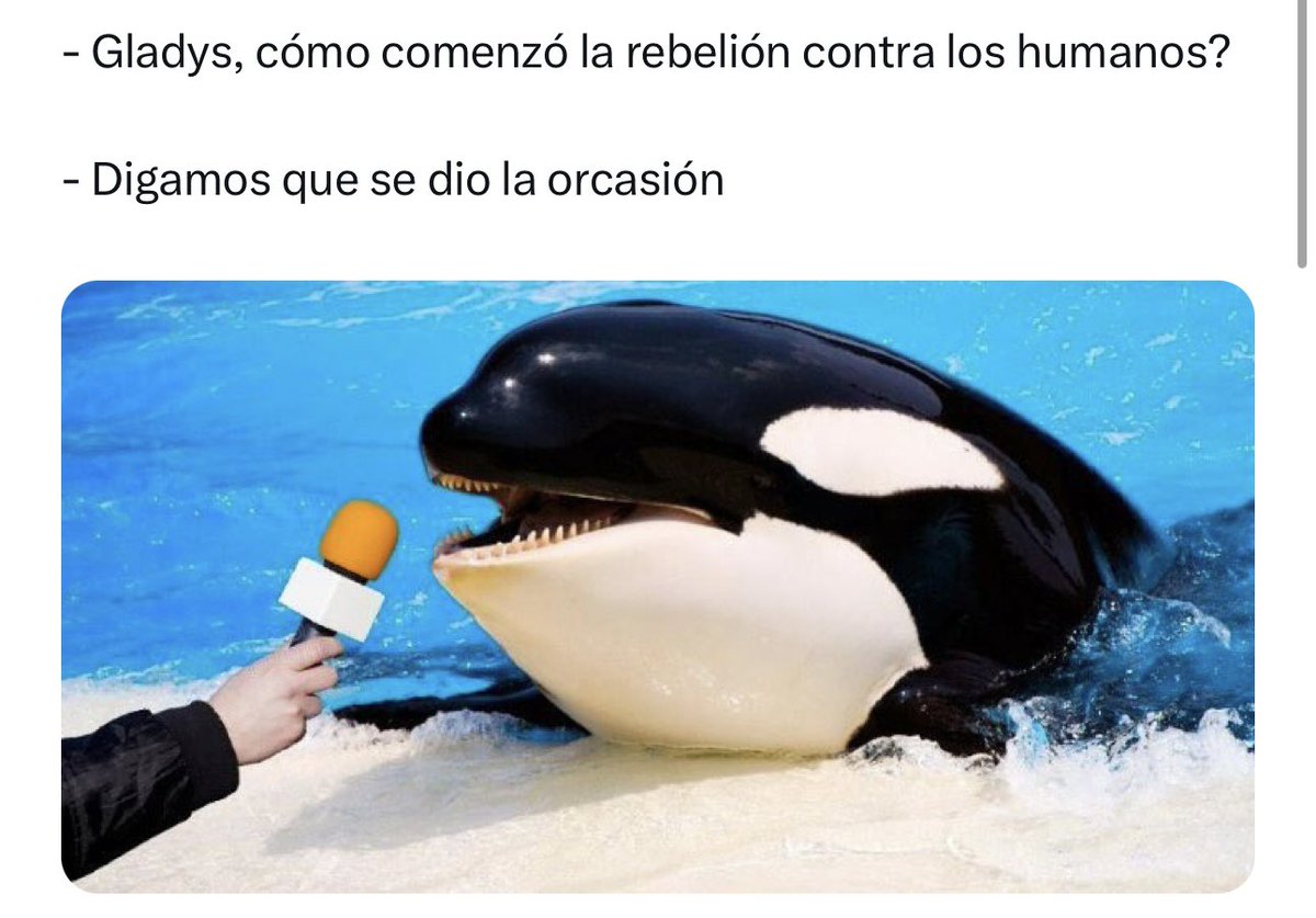 jrisco's tweet photo. AMO las historias de GLADYS la orca anarca ❤️ https://t.co/YG0i7MeH2C