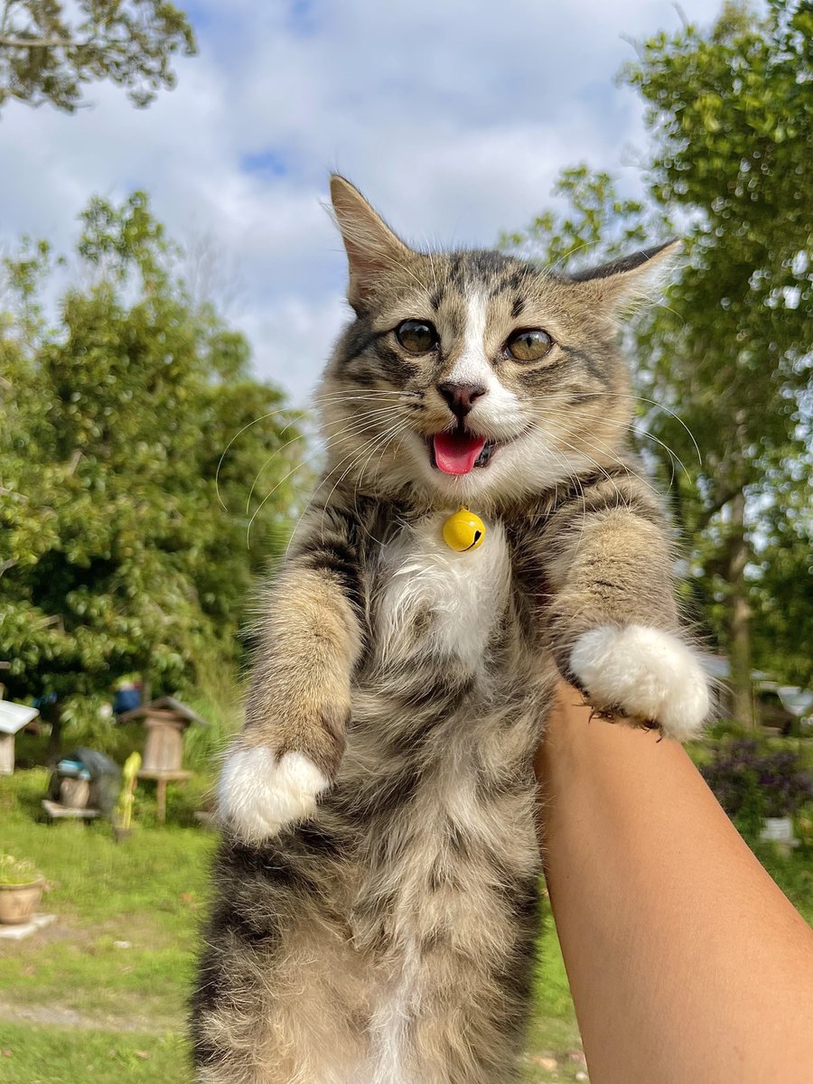 yemmeow's tweet photo. Princess kiki katerina https://t.co/OXi5xgXXqd