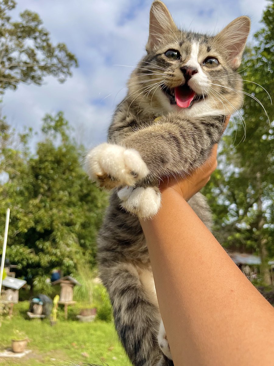 yemmeow's tweet photo. Princess kiki katerina https://t.co/OXi5xgXXqd