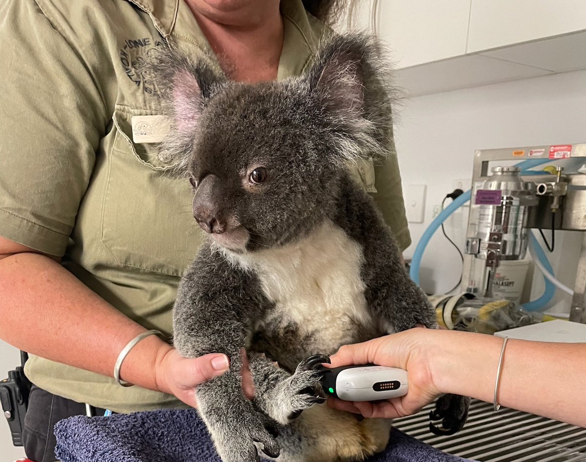 clariusmhealth's tweet photo. 🌟We're thrilled to be at the Australian Vet Show with our AU/NZ veterinary partner, Medical Plus! 📸 Here's our team scanning a koala at the booth, using a Clarius HD3 handheld ultrasound scanner. 🐨✨ #AustralianVetShow #VeterinaryMedicine #MedicalPlus #ClariusHD3 https://t.co/6SRWkeoZkL