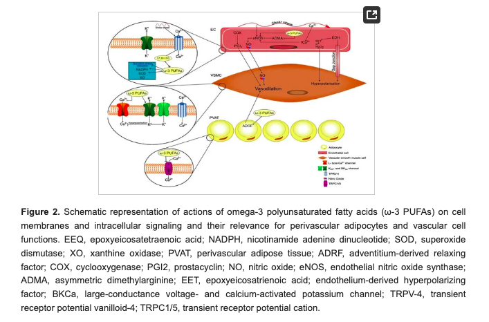 Omega-3 Fats in #Arterial #Hypertension: Is There Any Good News? 

mdpi.com/1422-0067/24/1… 

<a href="/_atanas_/">Atanas G. Atanasov</a> <a href="/_INPST/">International Natural Product Sciences Taskforce</a> <a href="/ScienceCommuni2/">Science Communication</a> <a href="/DHPSP/">Digital Health and Patient Safety Platform</a> <a href="/Mangan150/">P.D. Mangan Health & Freedom Maximalist 🇺🇸</a> <a href="/MJPadula/">Michael Padula HPA.Coach</a> <a href="/shashiiyengar/">Shashi Iyengar | Metabolic Health India®</a> <a href="/EddieRDMD/">Dr. Eddie Ramirez</a> <a href="/ResilientDad/">ResilientDad | Optimal Health By Nature</a> @BowTiedVitamins <a href="/COSseaton/">CHSeaton</a> <a href="/FatEmperor/">Ivor Cummins</a> <a href="/Mindzatwork/">Sanj</a> <a href="/eatRightMonk/">Yogesh Dixit</a> <a href="/DrPalmquist/">DrRPalmquist</a>