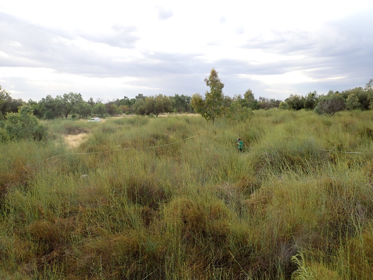 The Western Floodplain vegetation fluctuates as the floodplain alternates between wet and dry periods. Water loving species dominate wet periods, and during dry times terrestrial species move in.

Read here: tinyurl.com/4mj69ax8

#UNE #thecewh