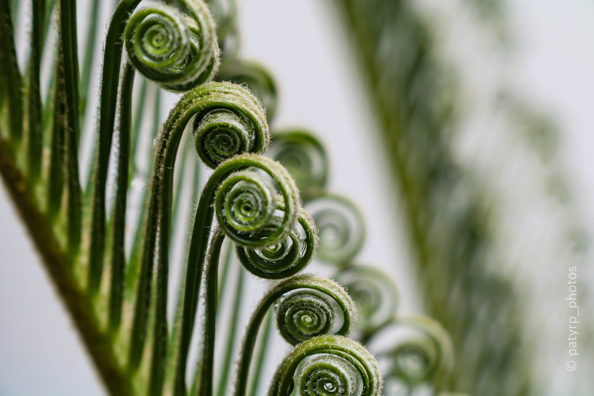 patysrp's tweet photo. Pelo jardim... Cica

#cica #natureza #naturephotography #fotografia #photography #macro #macrophotography #canonbr #canonzoomin #canonmacro #canonzeira https://t.co/9OK6zvPDFK